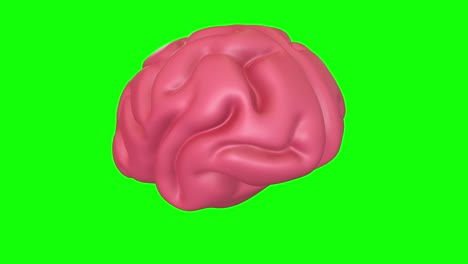 human brain anatomical model motion animation