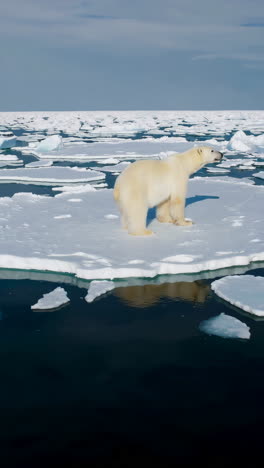 polar bear on ice floe