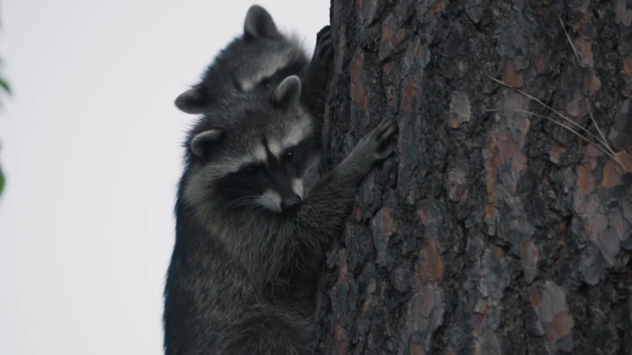 Un procione che scende nervosamente all'indietro da un grande albero