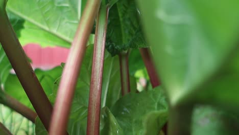 close up of ripe, organic rhubarb leaves in garden