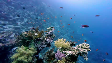 peces marinos y arrecifes de coral bajo el mar rojo en sharm el sheikh, egipto