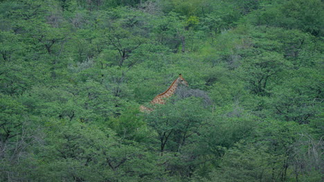 una jirafa en un bosque