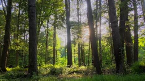 smooth drone video footage of a magical, lush, green forest with beautiful golden light during summer