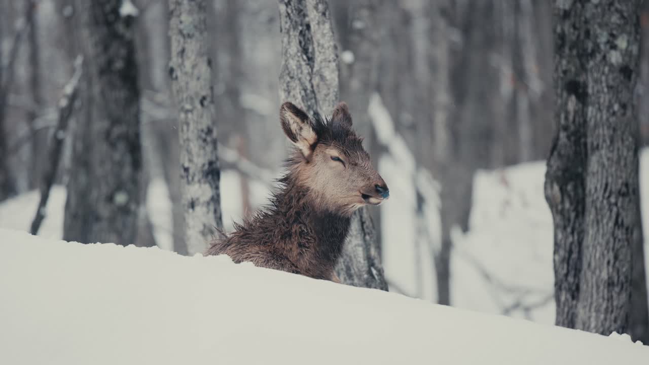 겨울 동안 깊은 눈으로 덮인 숲의 붉은 사슴