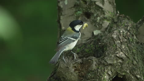 japanese tit standing on a tree trunk carrying worm in its mouth in the forest in saitama, japan - close up