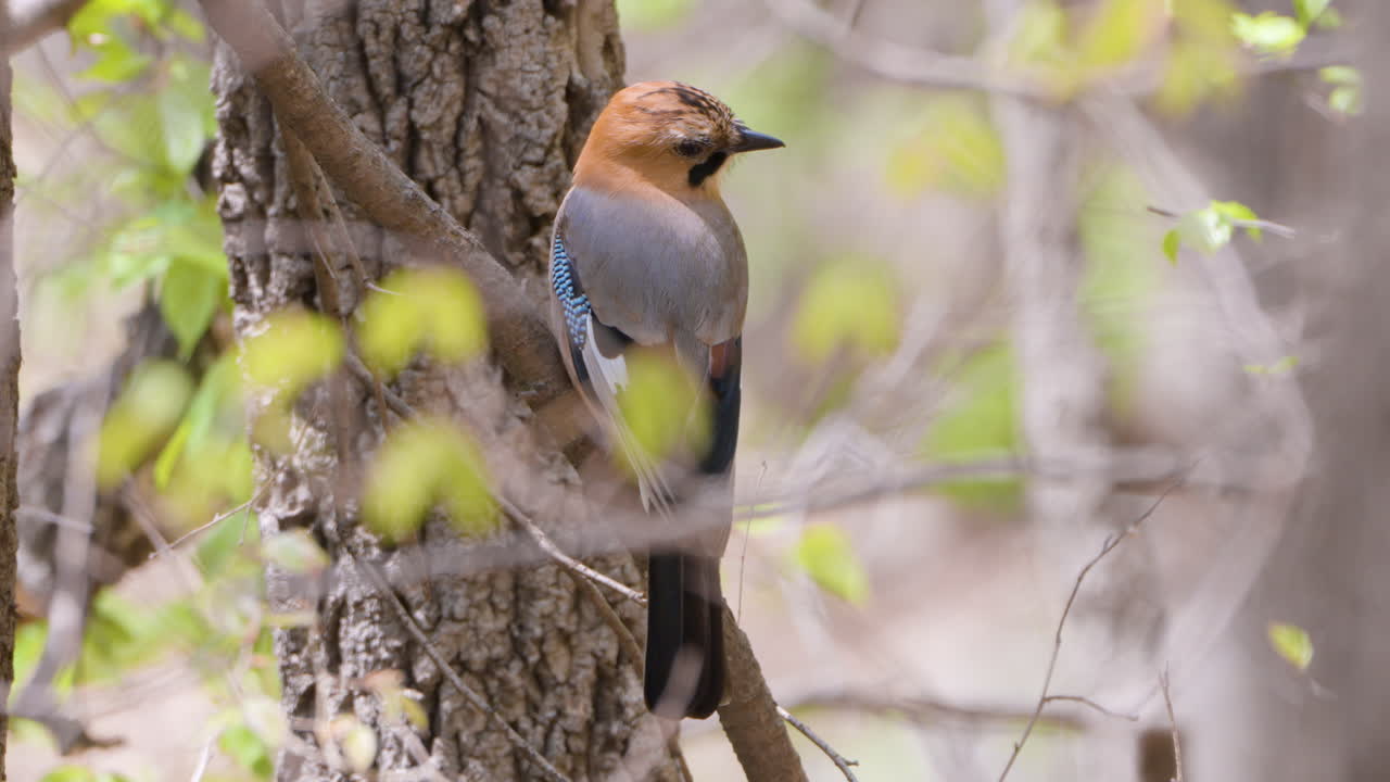 Eurasian jay  Resting on Tree Twig Close-up