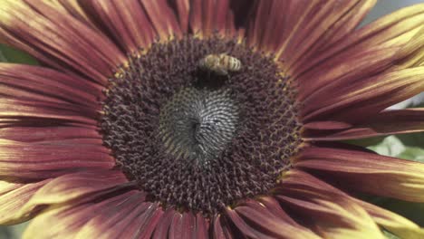 flor de girasol de color rojo y amarillo con abejas polinizando