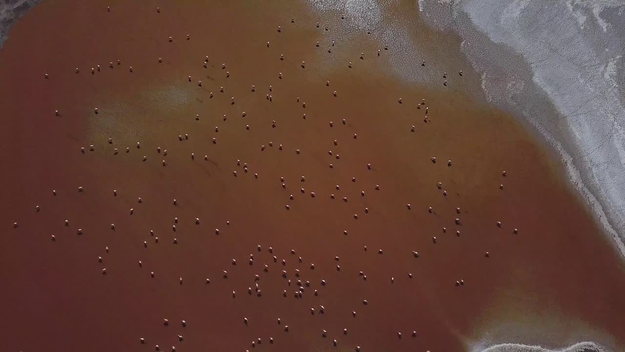 플라밍고 새의 공중에서, 그들은 호수의 반사 표면에 대해 섬세한 패턴을 만니다, 이미 매혹적인 풍경에 마법의 손짓을 추가.