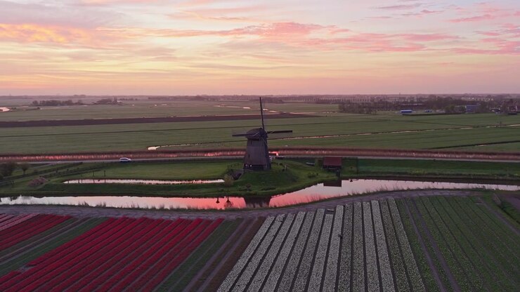 Vista aerea di un mulino a vento tradizionale circondato da vivaci campi di tulipani e canali durante un bellissimo tramonto nei Paesi Bassi