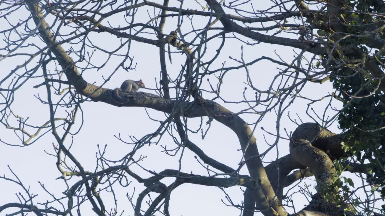 나무 사이를 달리고 점프하는 다람쥐