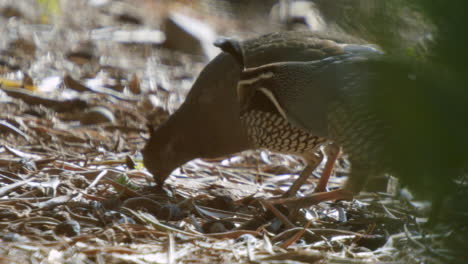 codorniz de california comiendo una aceituna a cámara lenta