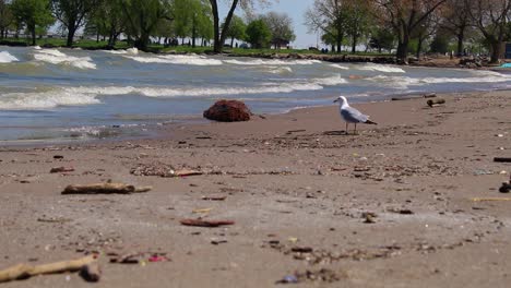 basura en la playa en cleveland, ohio