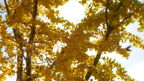 ginkgo tree in autumn