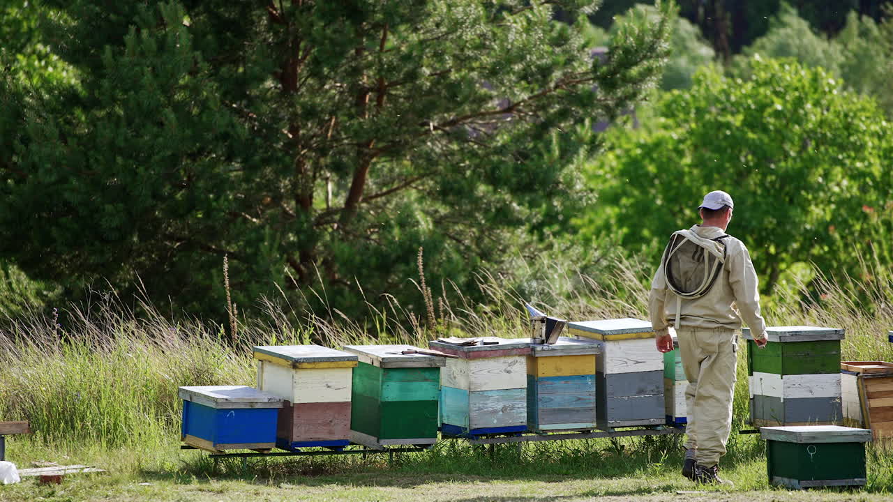 Male apiculturist walks up to the wooden hives in his bee farm. Beekeeper choosing the hive to check. Beautiful nature backdrop.
