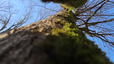 looking up towering hyrcanian forest trees sunlight filtering through autumn foliage morning rays illuminate natural landscape creating a scenic hiking trail breathtaking outdoor view of ancient wood