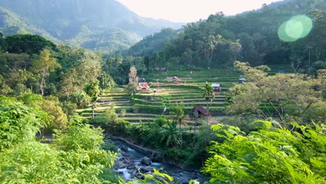 scenic view of rice paddy farming landscape in rural countryside of amed on tropical island of bali indonesia
