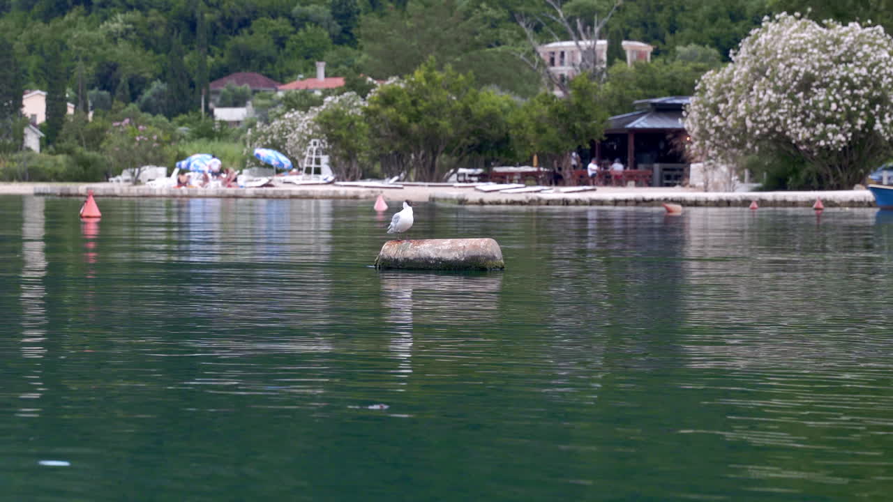 una gaviota sentada en un barril de plástico gris flotando en el agua de la bahía de kotor, montenegro, bosques y casas de verano en la orilla, otras gaviotas volando, montañas detrás de la bahía, estático 4k