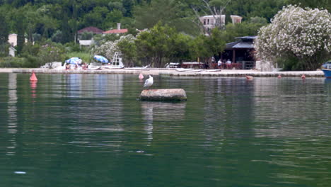 Una-Gaviota-Sentada-En-Un-Barril-De-Plástico-Gris-Flotando-En-El-Agua-De-La-Bahía-De-Kotor,-Montenegro,-Bosques-Y-Casas-De-Verano-En-La-Orilla,-Otras-Gaviotas-Volando,-Montañas-Detrás-De-La-Bahía,-Estático-4k