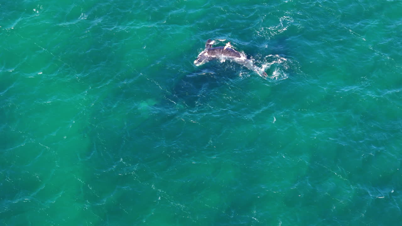 Aerial footage beautiful southern right whales moving gracefully through crystal-clear waters of Puerto Madryn, Argentina. Shot on 4K at 60fps.