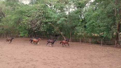 caballos | carreras de caballos | caballos de carrera | criadero de sementales en la india