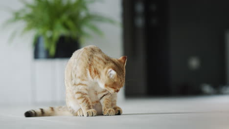 Lindo-Gato-Rojo-Se-Lava-El-Pelaje,-Se-Lava-Después-De-Comer