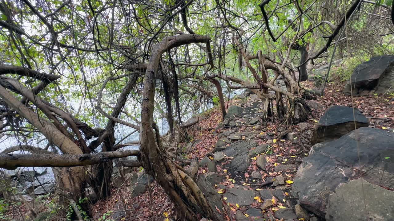 Foresta mistica sull'isola di Nankoma. Lago Malawi, Malawi.
