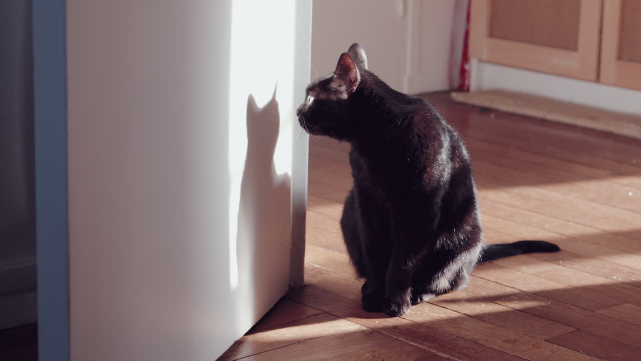 Um gato preto sentado em um piso de madeira antigo, iluminado por um raio de sol, com sua sombra projetada em uma porta branca, criando um momento sereno e atmosférico