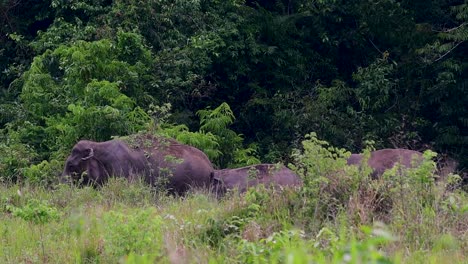 Los-Elefantes-Asiáticos-Son-Especies-En-Peligro-De-Extinción-Y-También-Son-Residentes-De-Tailandia