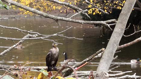 cormorán encaramado en la rama del árbol del lago humedal en el hábitat del parque nacional