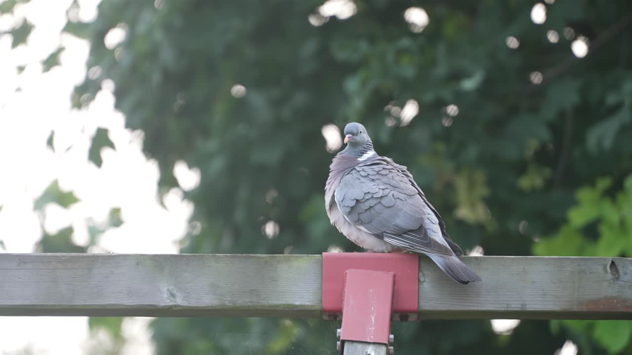 A pigeon (Columba livia) perches on a beam in Sweden, in slow motion, it tucks its head and scratches its neck under its feathers. The soft, rhythmic motion highlights the bird’s delicate details.