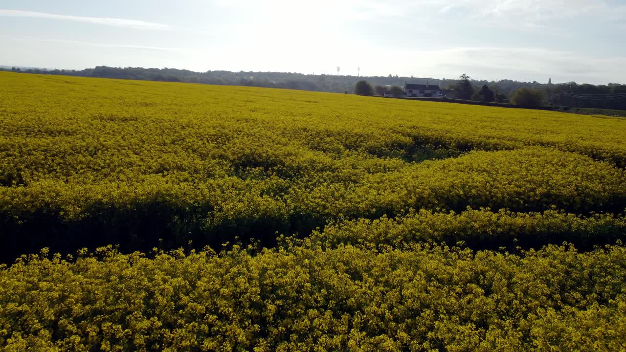 Vista aérea volando sobre un cultivo agrícola de colza de un brillante amarillo dorado y colorido en el campo a la hora dorada