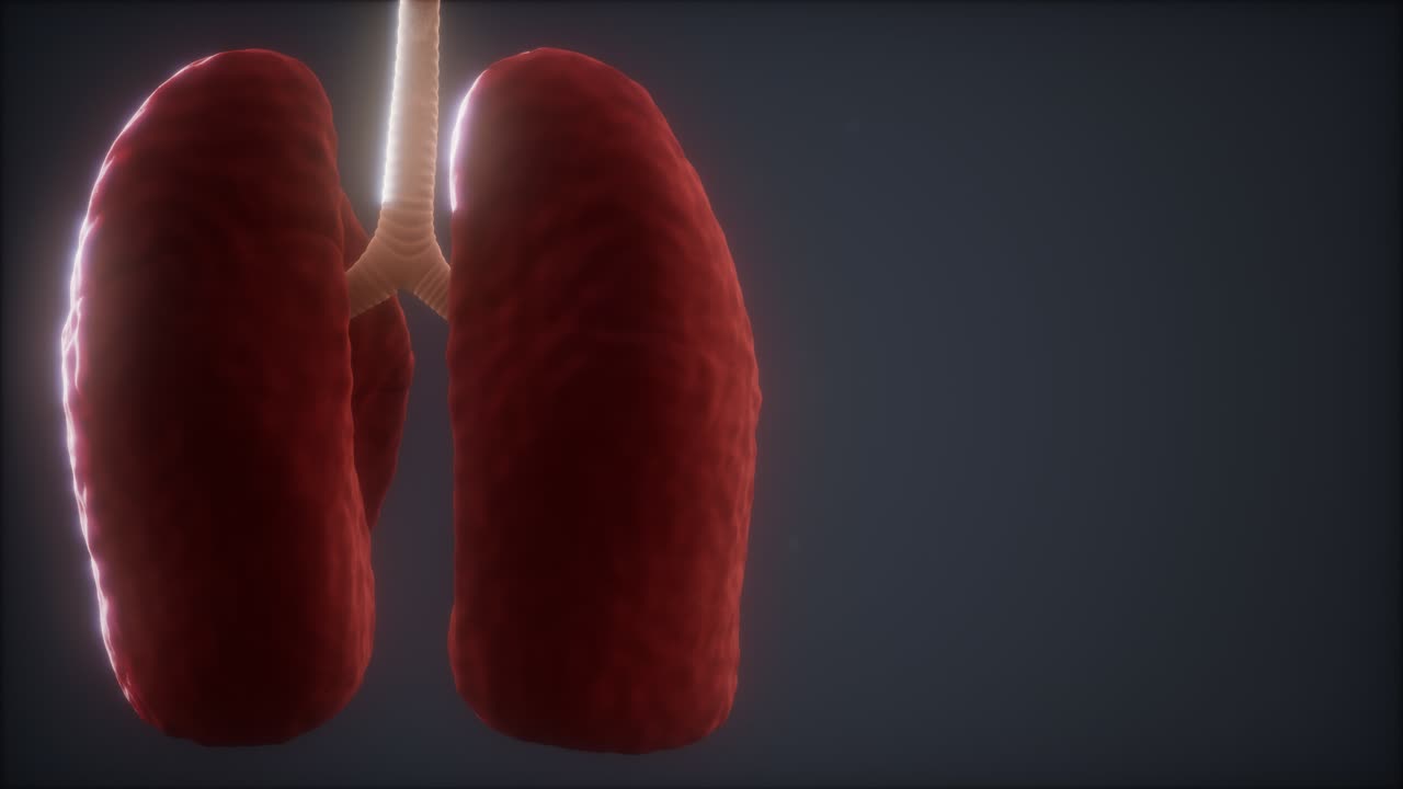 animación médicamente precisa del pulmón humano en bucle 3d