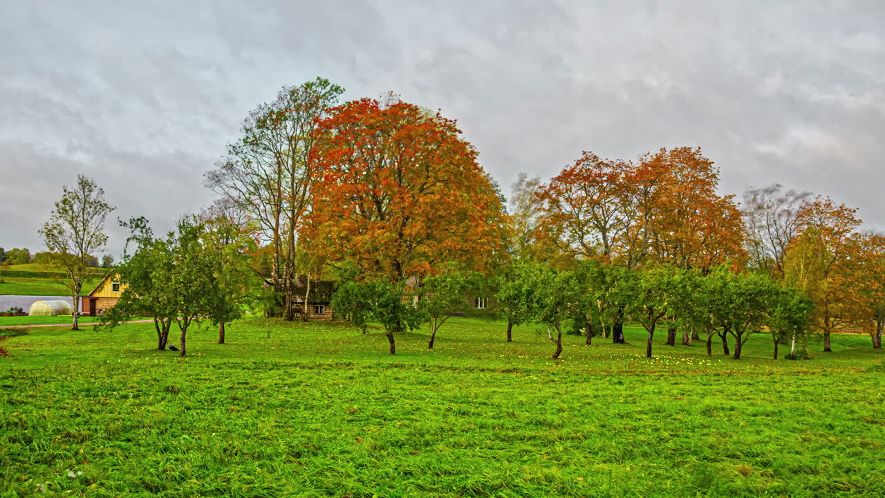 lapso de tiempo en otoño hojas amarillas naranjas árbol moviéndose con el viento y nubes moviéndose en el área rural