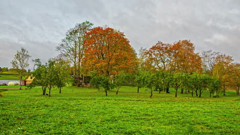 Lapso-De-Tiempo-En-Otoño-Hojas-De-Color-Amarillo-Naranja-árbol-Moviéndose-Con-Viento-Y-Nubes-En-Movimiento-En-Zona-Rural