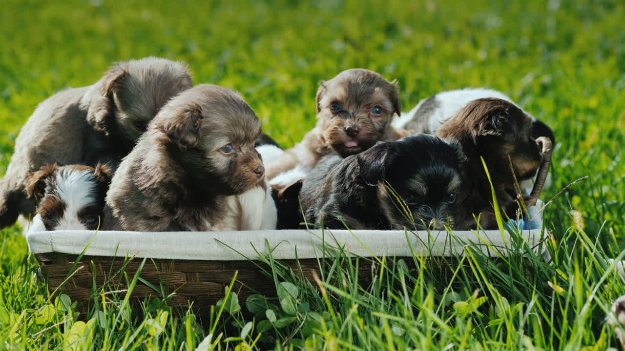 canasta de felicidad - cachorritos en un exuberante césped verde