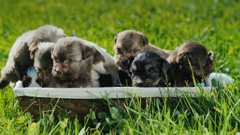 basket of happiness - little puppies on a lush green lawn