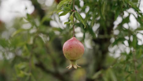 close up of a ripening pomegranate fruit hanging on a tree in soft natural light