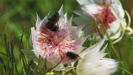 Blushing-Brides-of-Franschoek-Valley