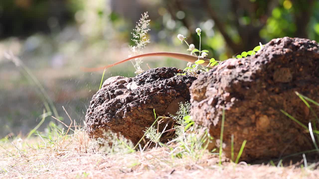 un lagarto disfrutando en una roca al aire libre