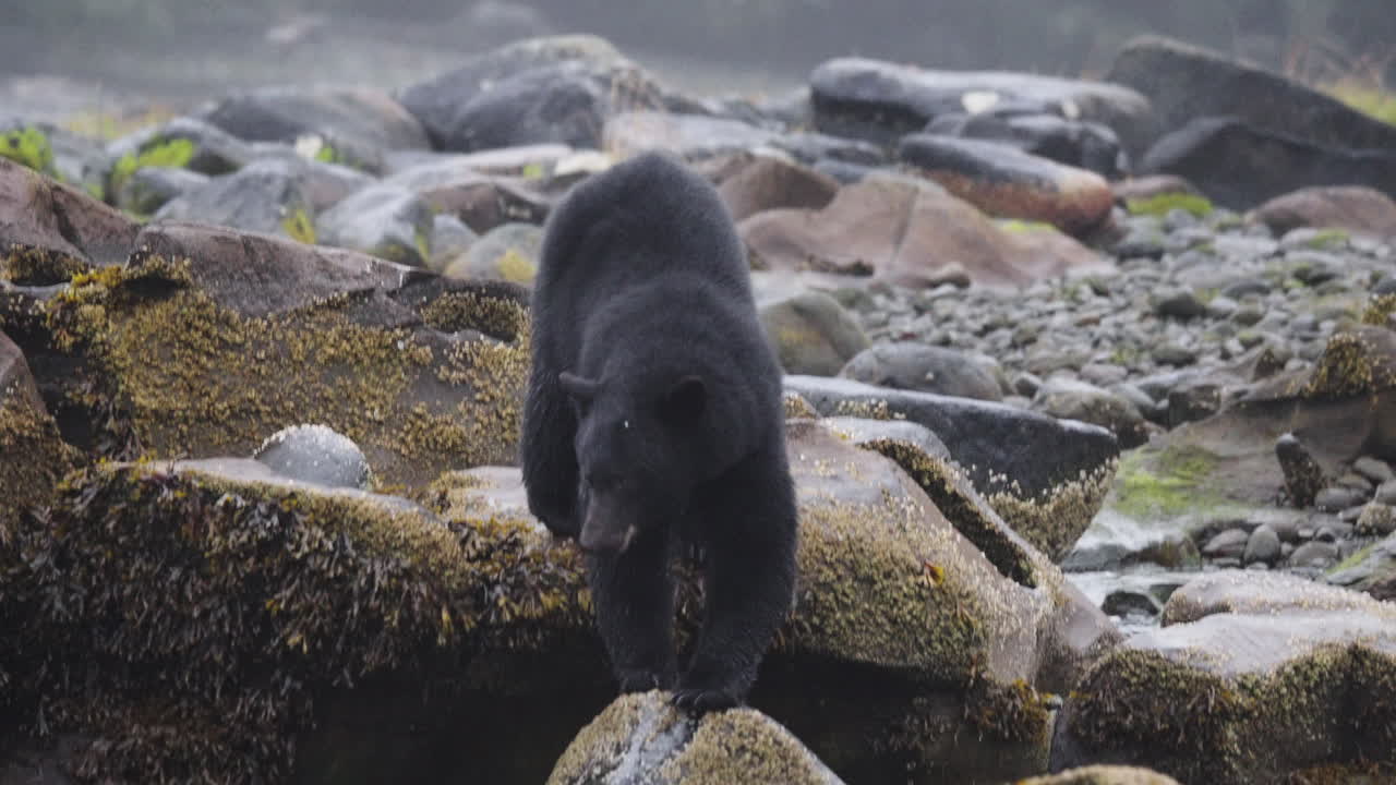 A black bear on the rocks waiting for the salmon to swim up the stream on in British Columbia, Canada. Filling up on food before going into hibernation for the winter