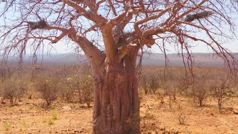 antena de crecimiento lento de un árbol baobab gigante en el norte de namibia o en el sur de angola