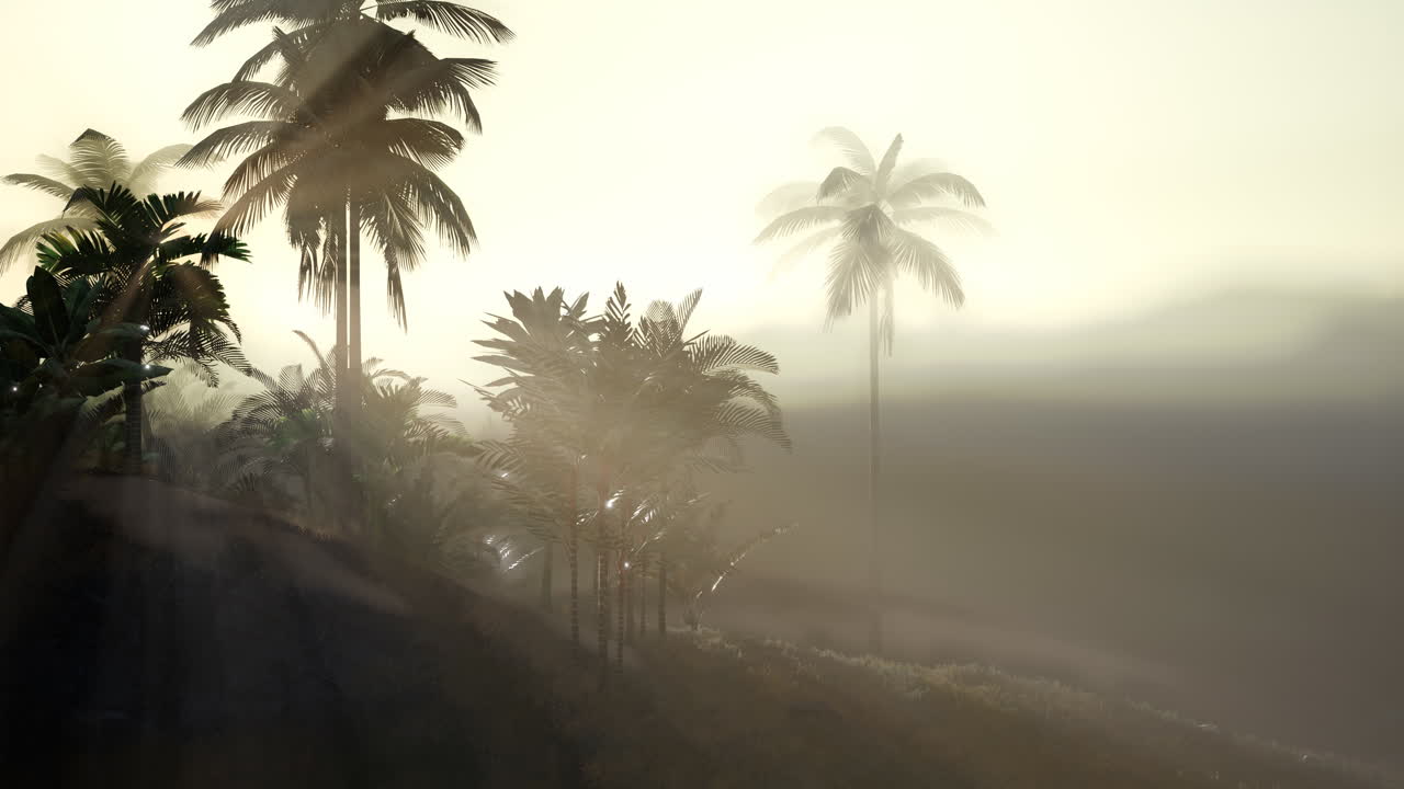 코코  ⁇  나무 열대 풍경