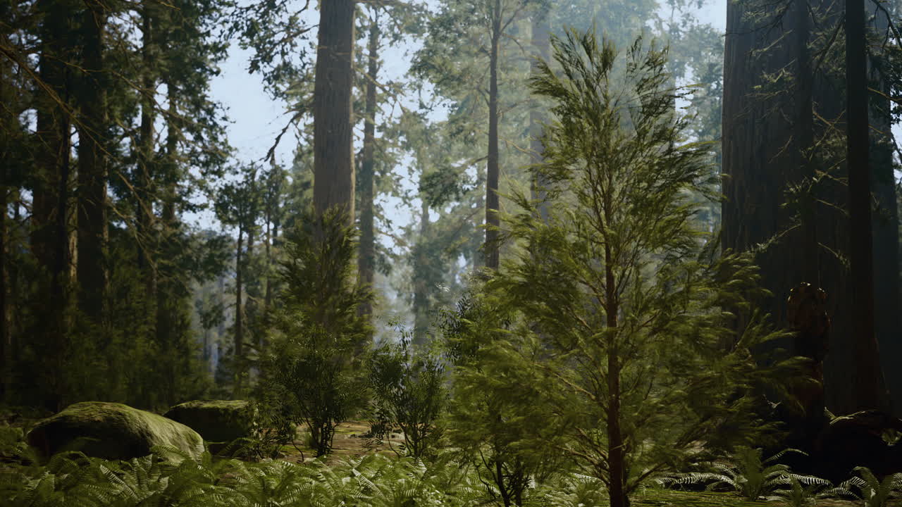 La luce del sole filtra tra gli alberi alti in un sereno paesaggio boschivo