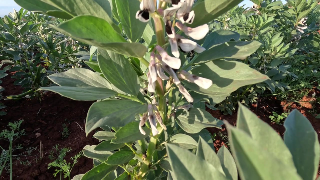 Planta parásita orobanche creciendo entre cultivos de habas en un campo, mostrando flores blancas y amarillentas unidas a las raíces del huésped, ilustrando infestación agrícola, daño a los cultivos y parasitismo vegetal