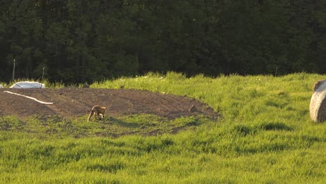 a wild hungry lone fox digging to burry kill prey in the open grass field on a sunny day