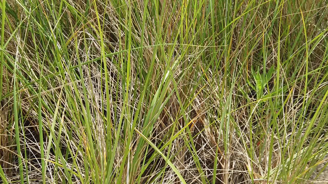 enfoque de cámara lenta desde la posición de rodillas en la playa