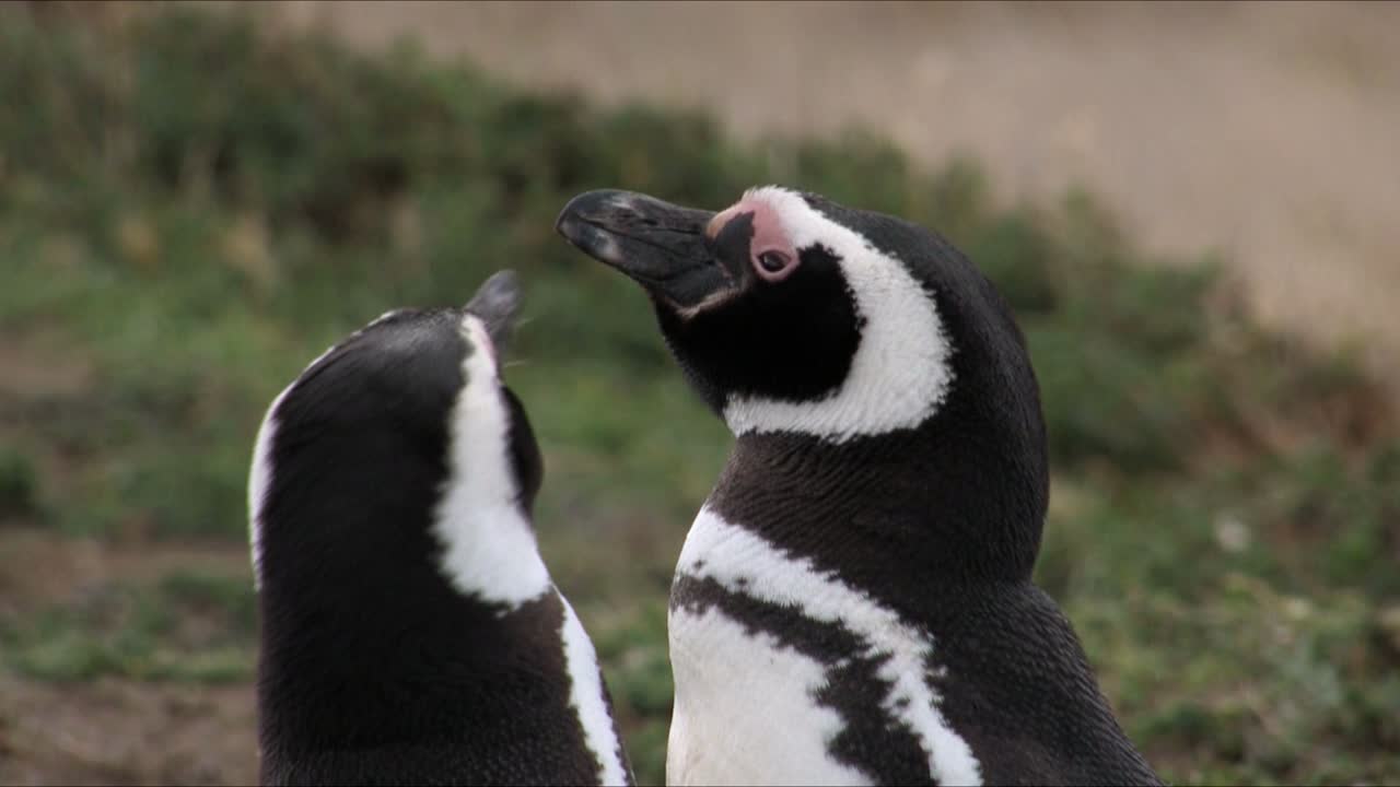 un par de pingüinos de magallanes jugando con el pico del otro con cariño en pinguinera seno otway en chile