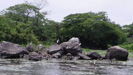 Water-dolly-shot:-White-egrets-on-boulders-in-jungle-wetland-marsh