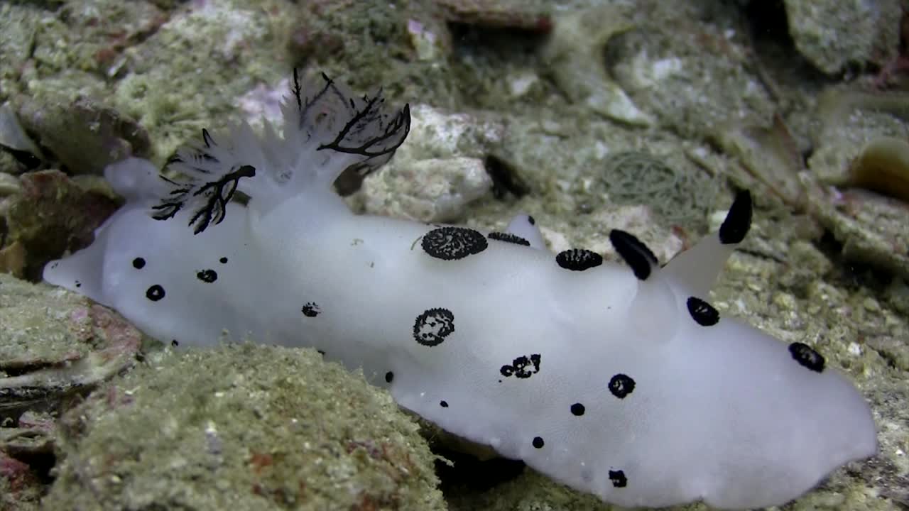 jorunna funebris nudibranquio