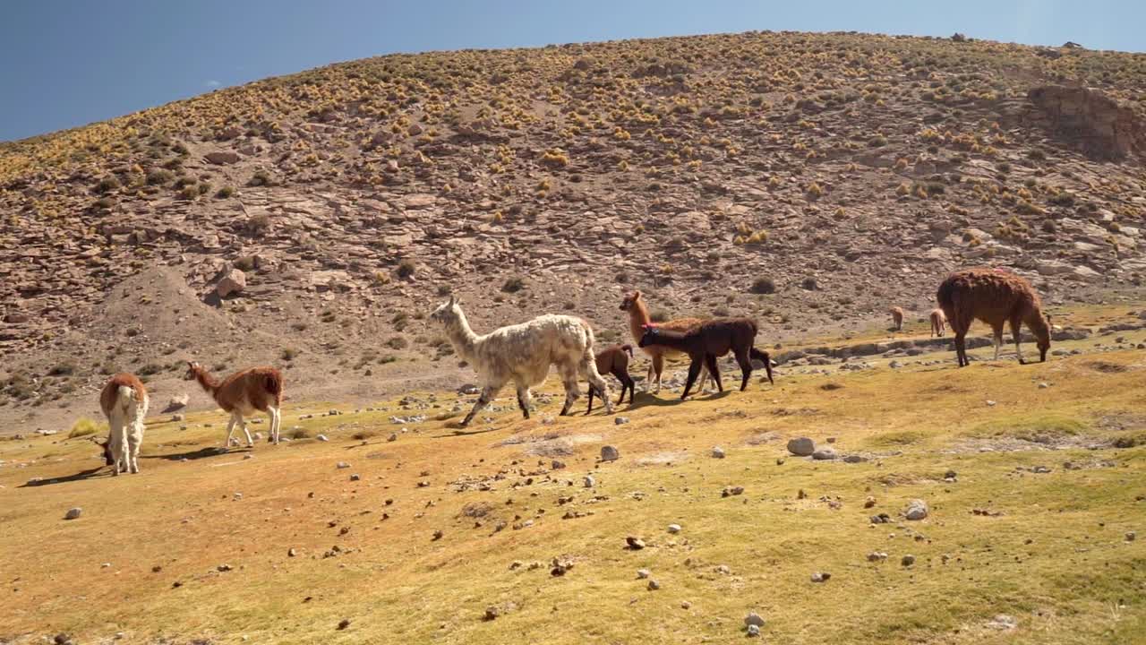 grupo de hermosas llamas y cachorros en las tierras altas del desierto de atacama, chile, sudamérica